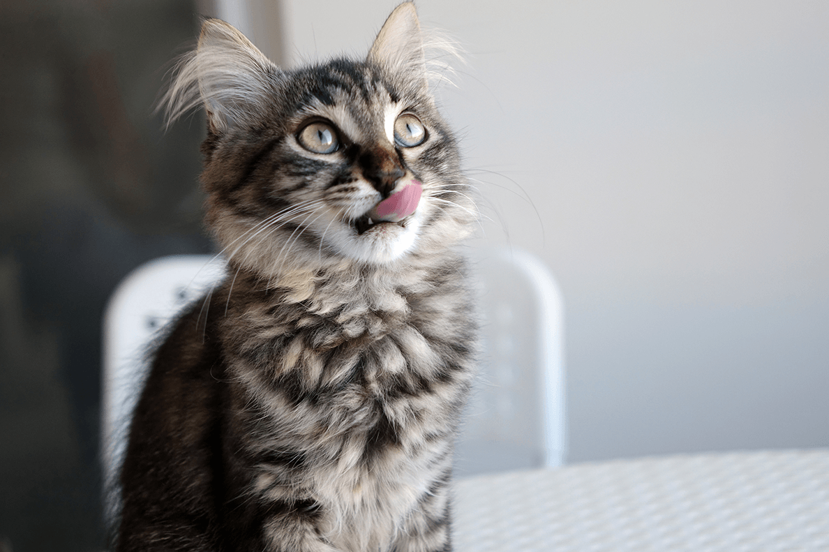 Cat licking chops